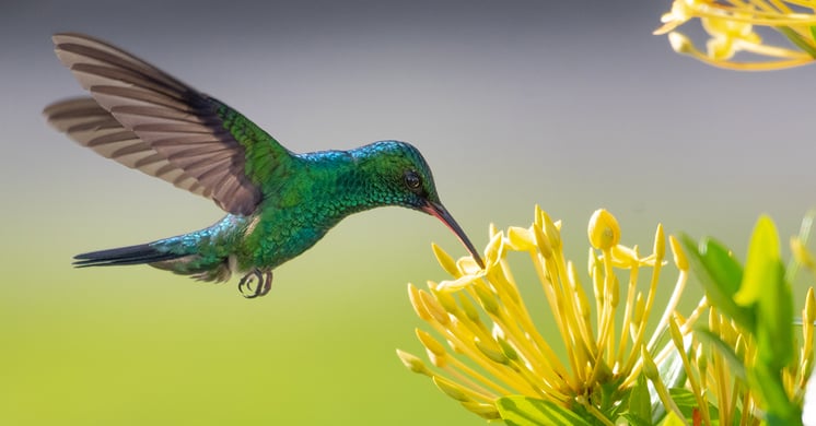 Hummingbird tasting nectar