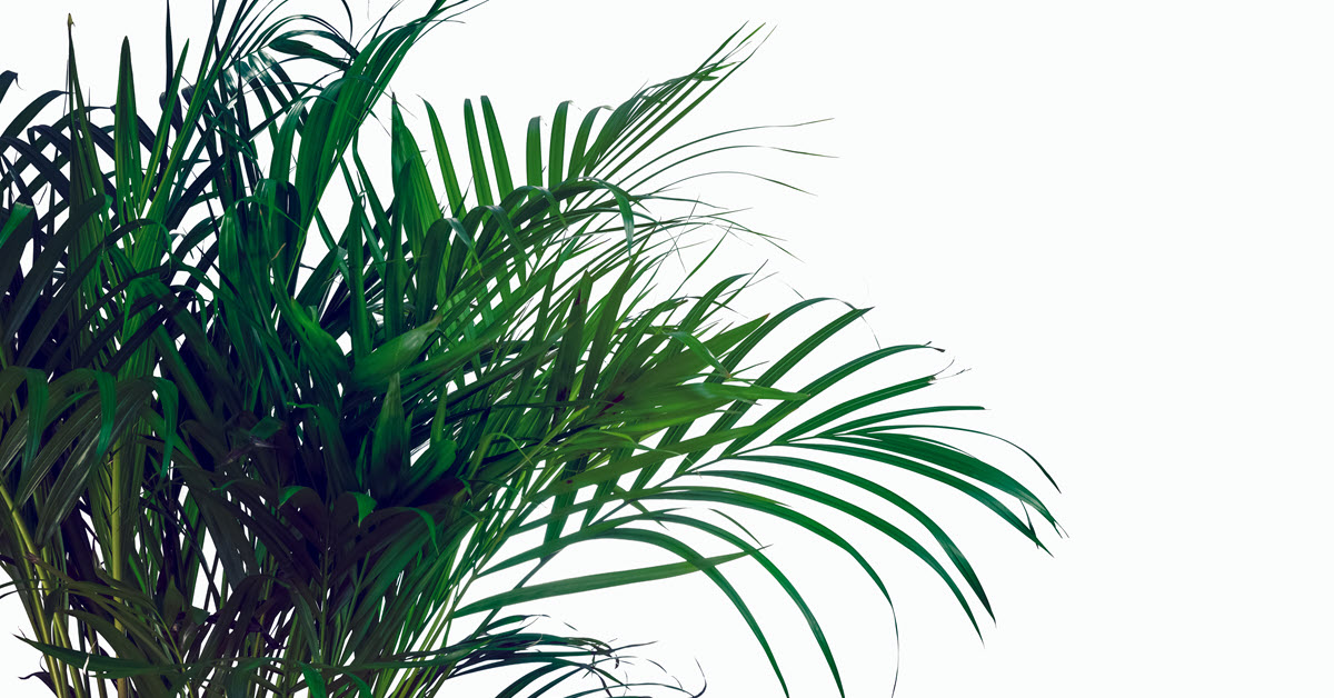 Areca Palms - Houseplants