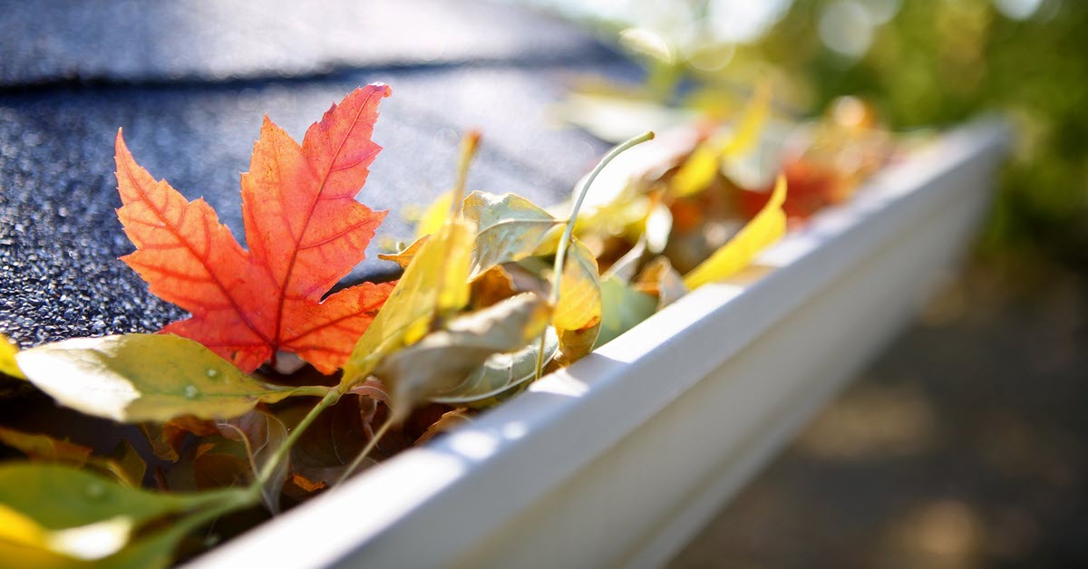 Fall leaves in gutter