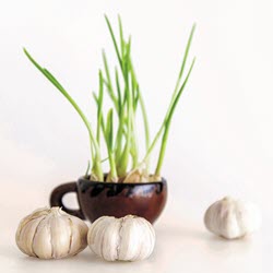 Garlic250x250.jpg