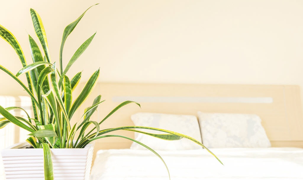 Houseplant