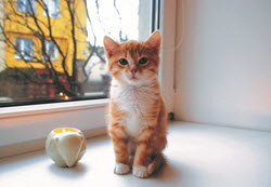 cat