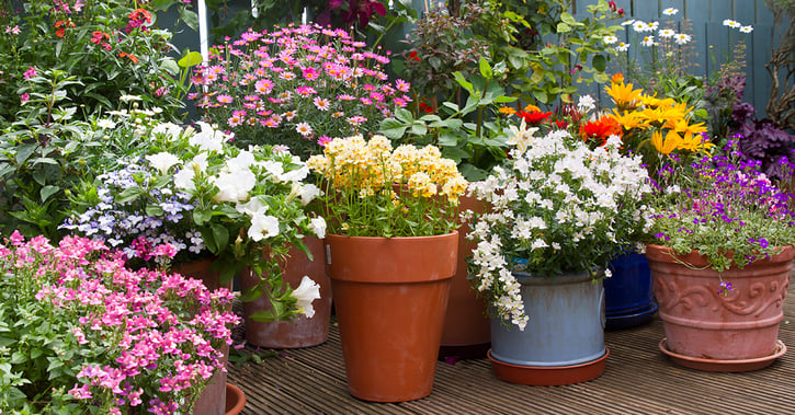 Summer flower container display in patio
