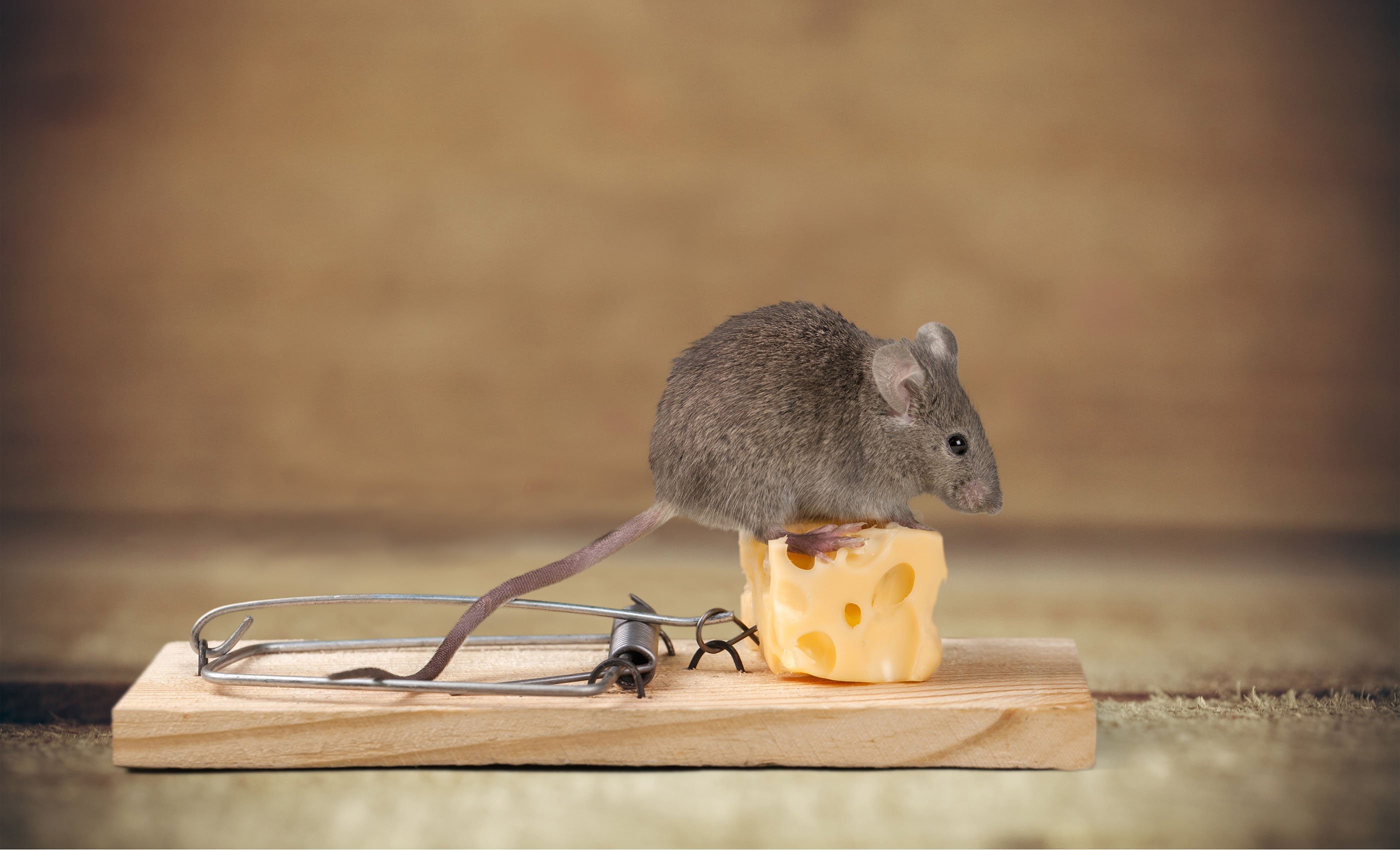 A mouse sits on top of a mouse trap, covered by ORHP's pest control home warranty coverage.